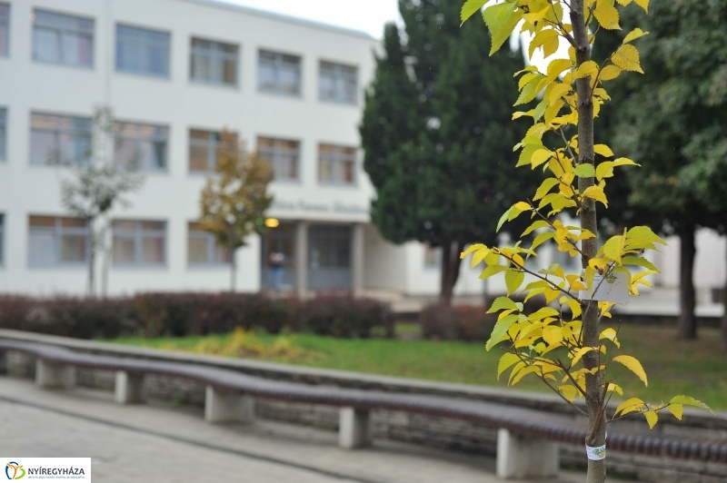 Faültetés Örökösföldön - fotó Szarka Lajos