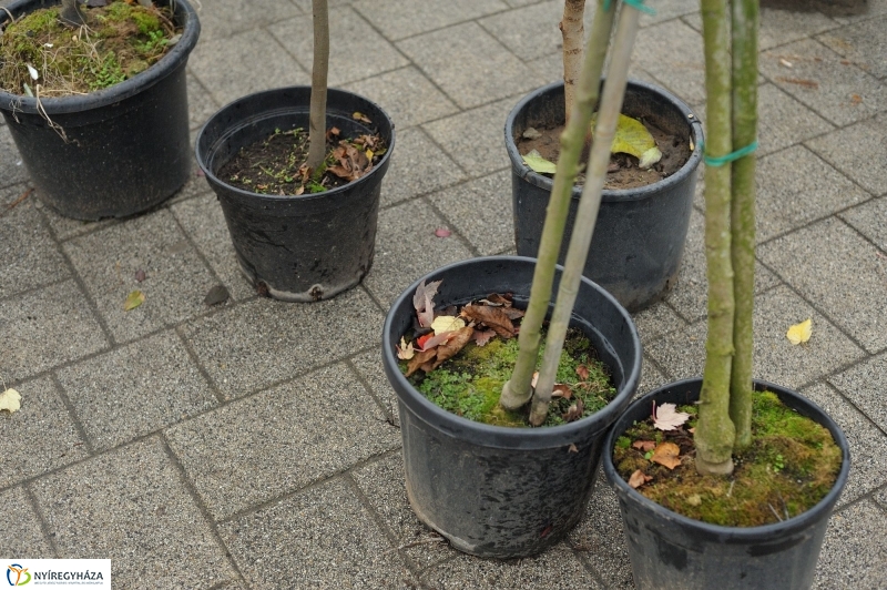 Faültetés Örökösföldön - fotó Szarka Lajos