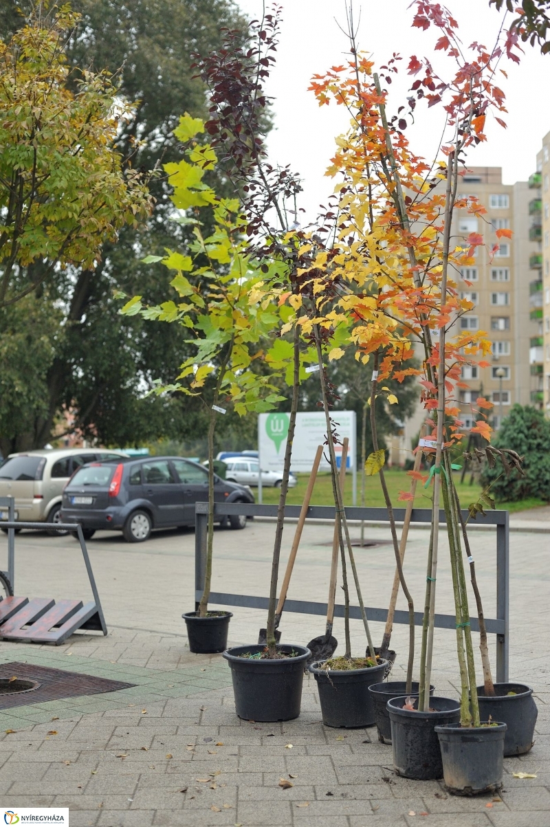 Faültetés Örökösföldön - fotó Szarka Lajos