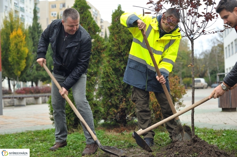 Faültetés Örökösföldön - fotó Szarka Lajos