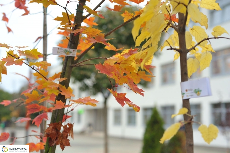 Faültetés Örökösföldön - fotó Szarka Lajos