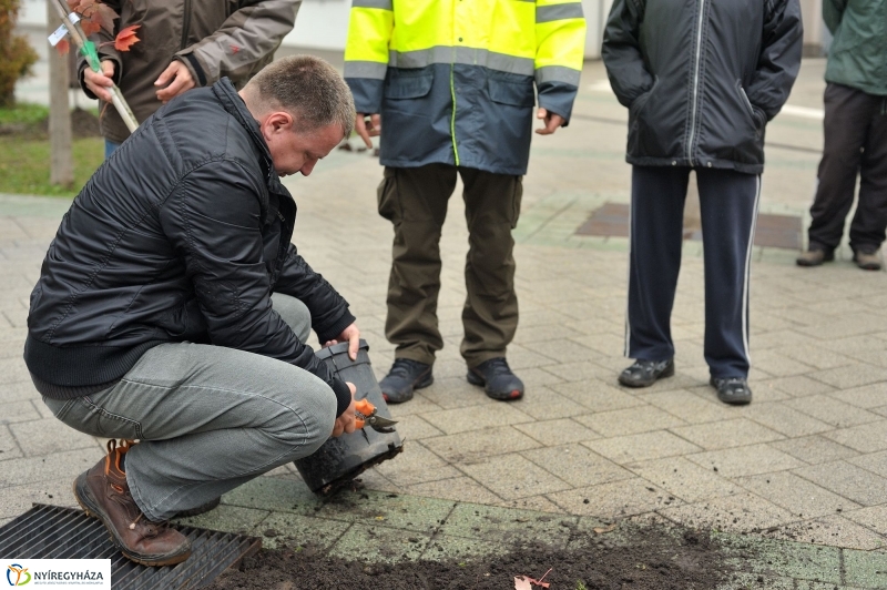 Faültetés Örökösföldön - fotó Szarka Lajos