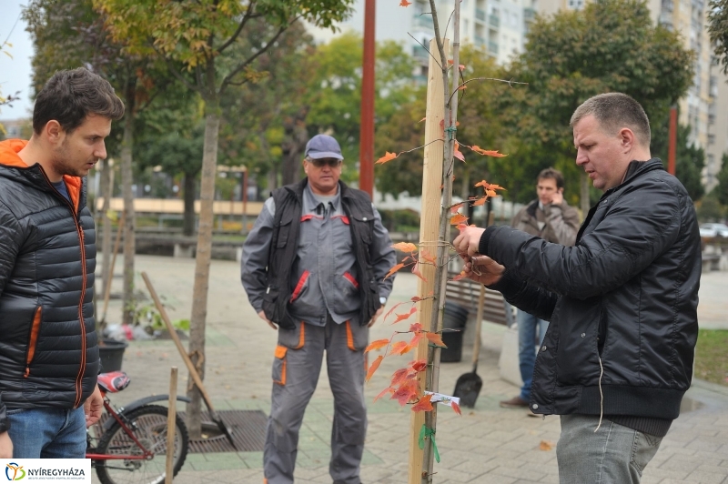 Faültetés Örökösföldön - fotó Szarka Lajos