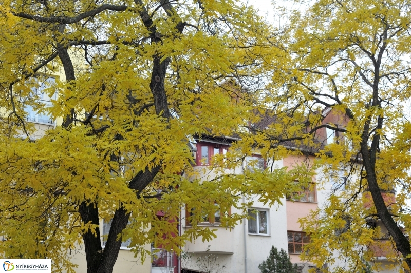 Sokarcú ősz Nyíregyházán - fotó Szarka Lajos