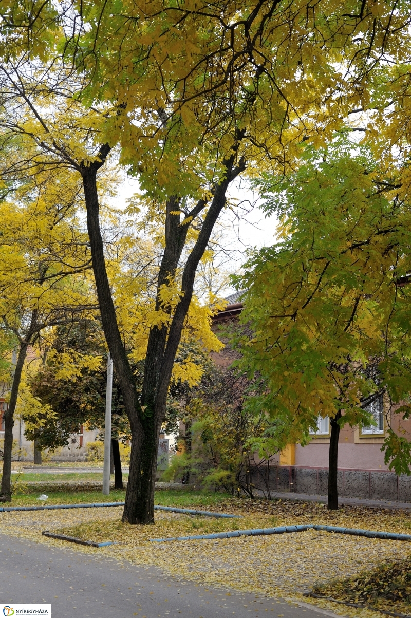 Sokarcú ősz Nyíregyházán - fotó Szarka Lajos