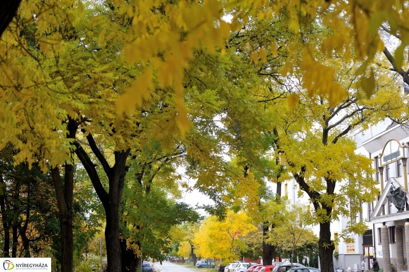 Sokarcú ősz Nyíregyházán - fotó Szarka Lajos