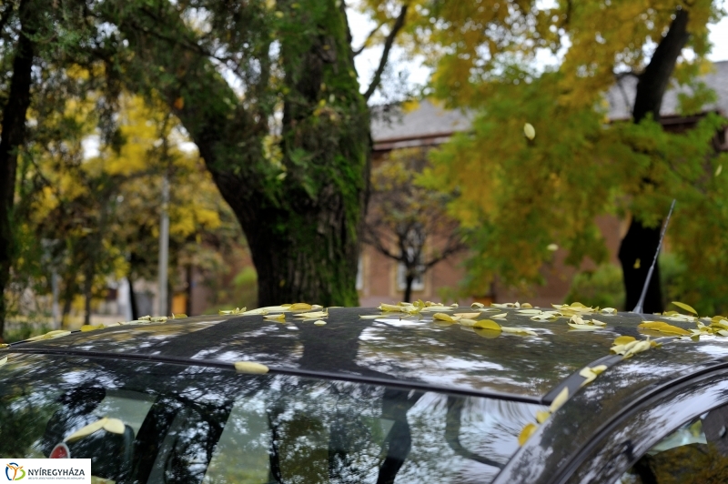 Sokarcú ősz Nyíregyházán - fotó Szarka Lajos