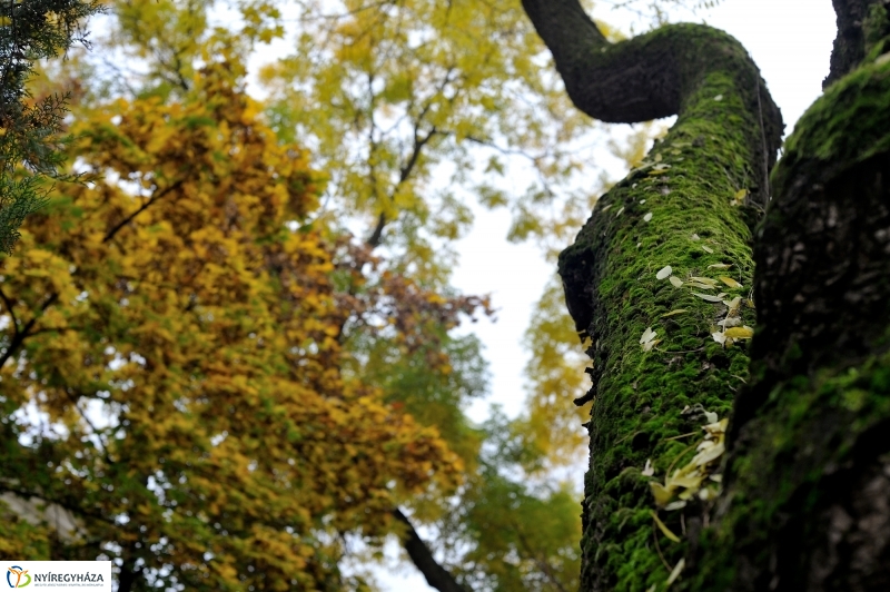 Sokarcú ősz Nyíregyházán - fotó Szarka Lajos