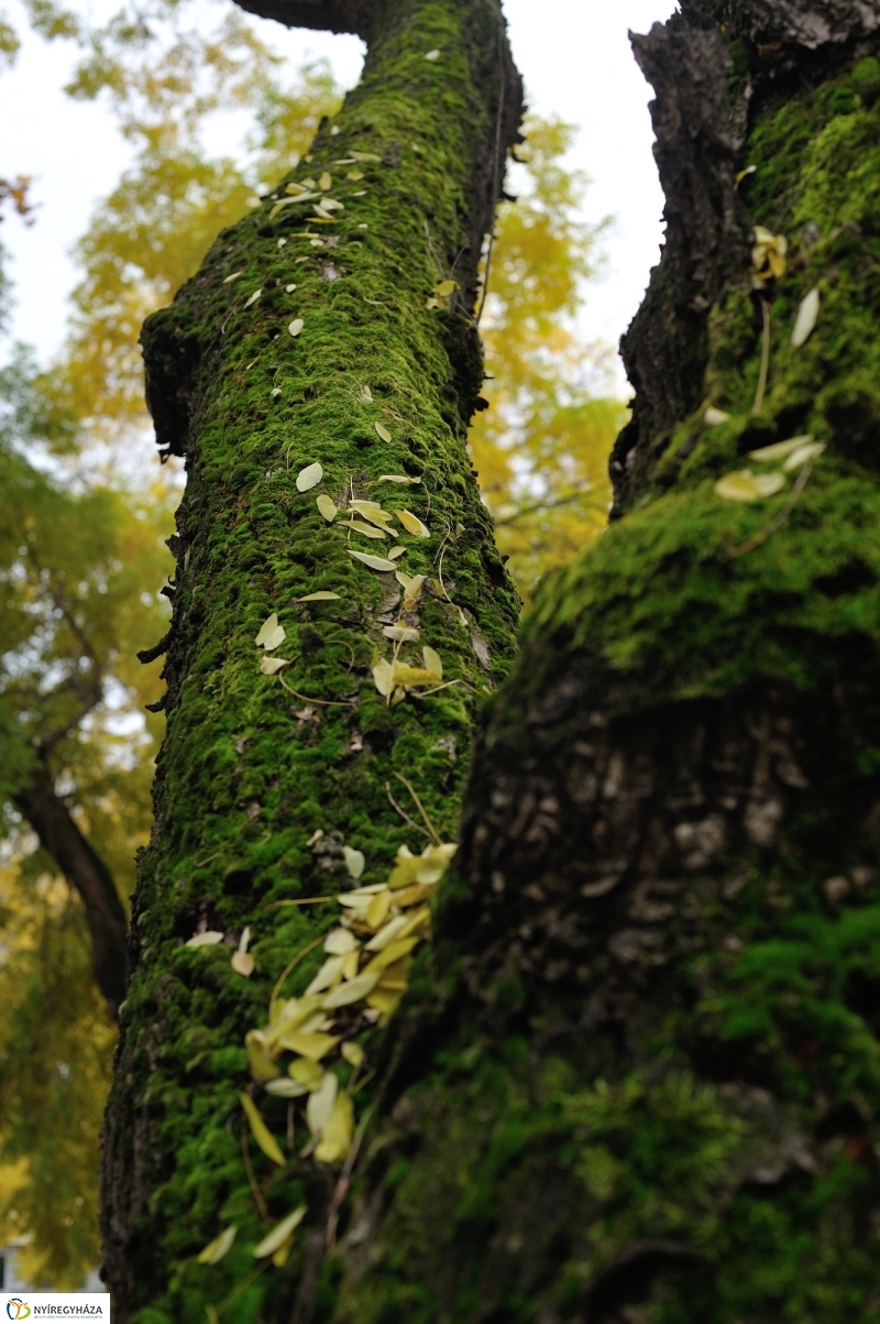 Sokarcú ősz Nyíregyházán - fotó Szarka Lajos