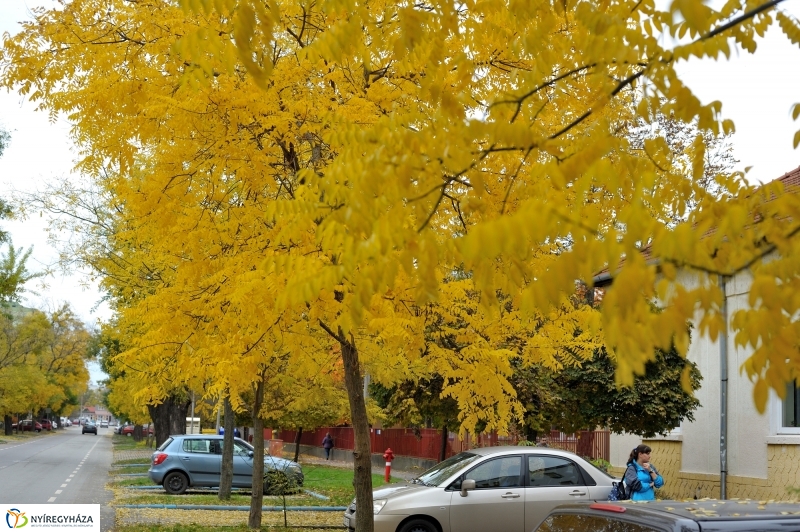 Sokarcú ősz Nyíregyházán - fotó Szarka Lajos