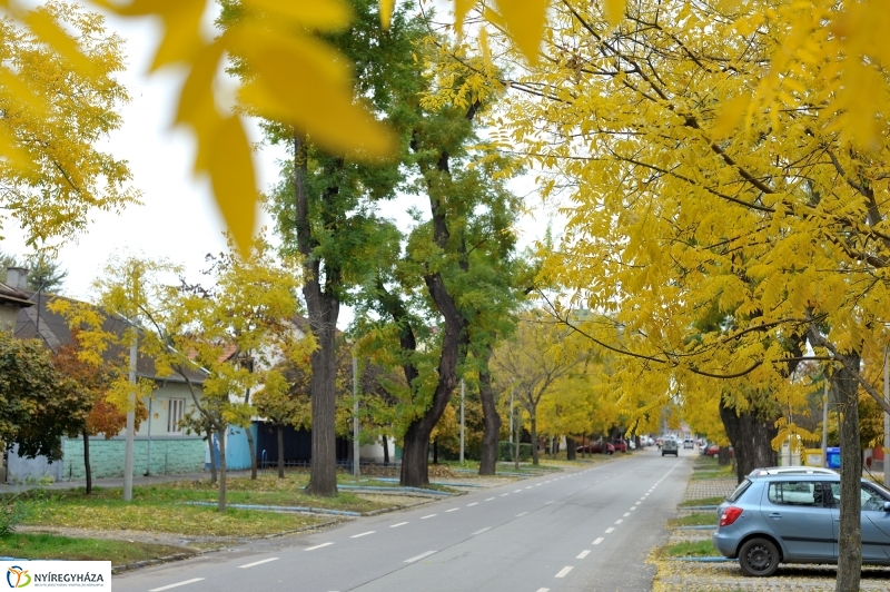 Sokarcú ősz Nyíregyházán - fotó Szarka Lajos