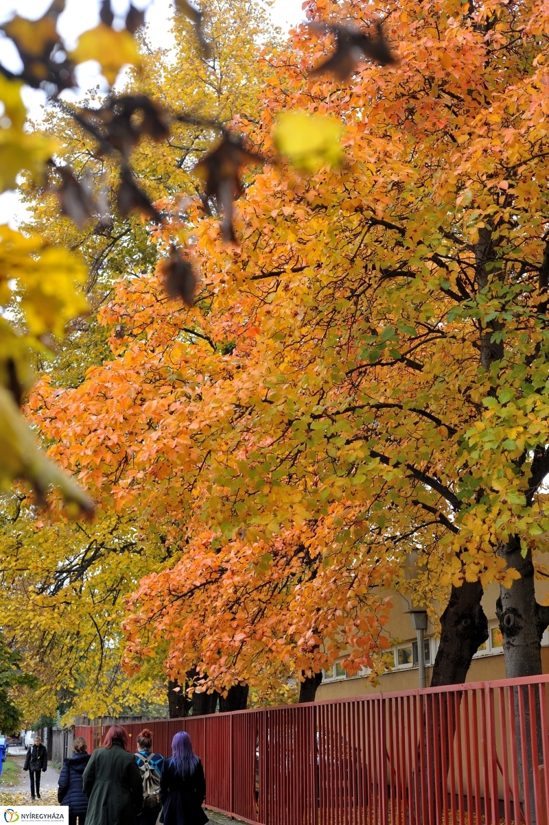 Sokarcú ősz Nyíregyházán - fotó Szarka Lajos