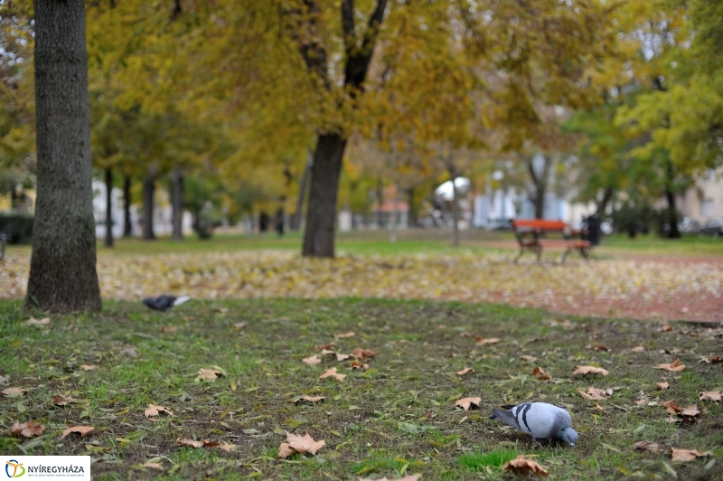 Sokarcú ősz Nyíregyházán - fotó Szarka Lajos