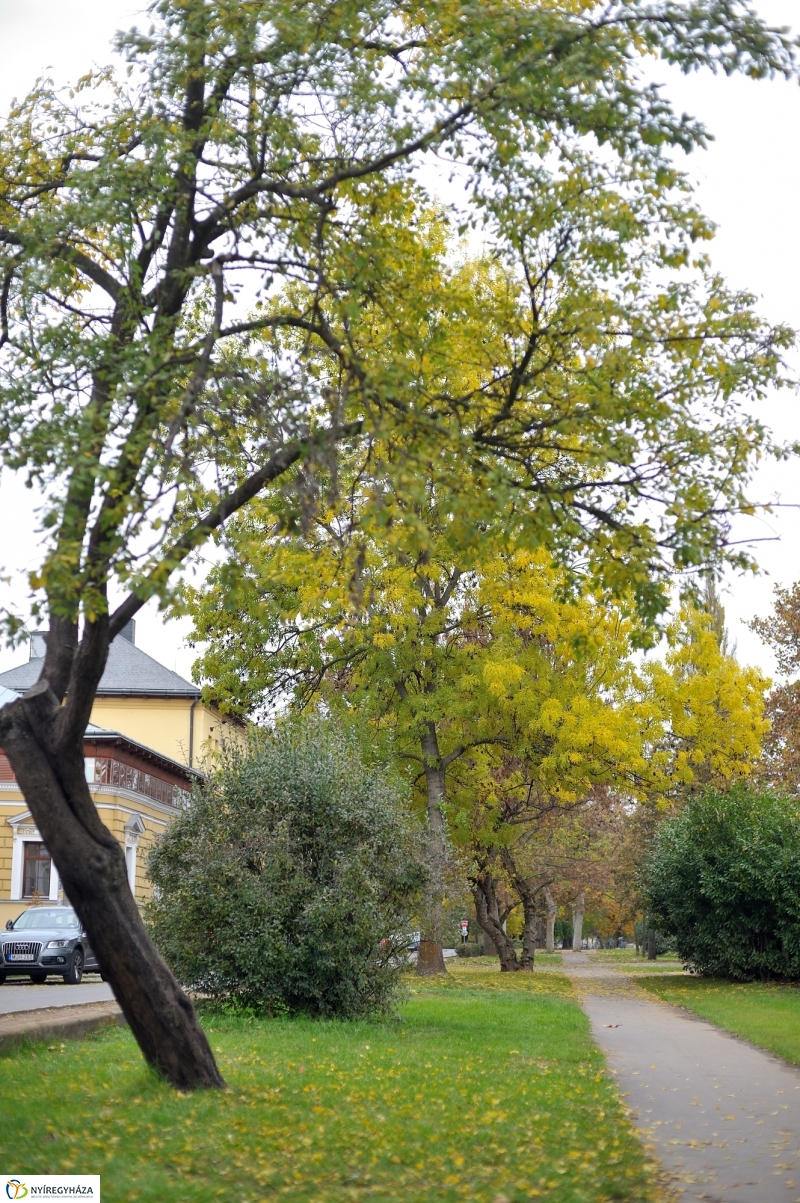 Sokarcú ősz Nyíregyházán - fotó Szarka Lajos