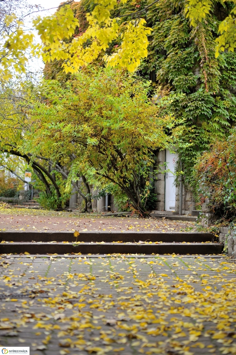 Sokarcú ősz Nyíregyházán - fotó Szarka Lajos