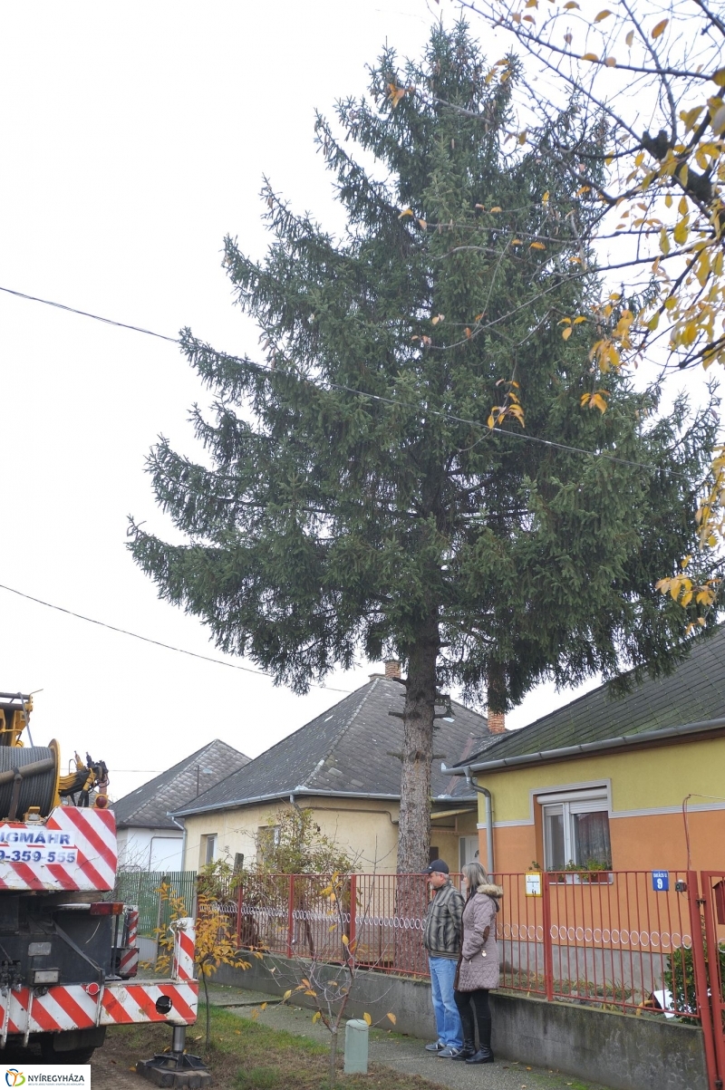 Karácsonyfa érkezett a Kossuth-térre - fotó Szarka Lajos