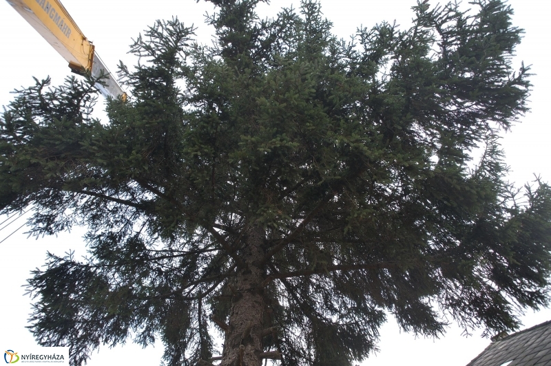 Karácsonyfa érkezett a Kossuth-térre - fotó Szarka Lajos