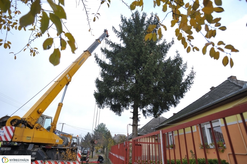 Karácsonyfa érkezett a Kossuth-térre - fotó Szarka Lajos