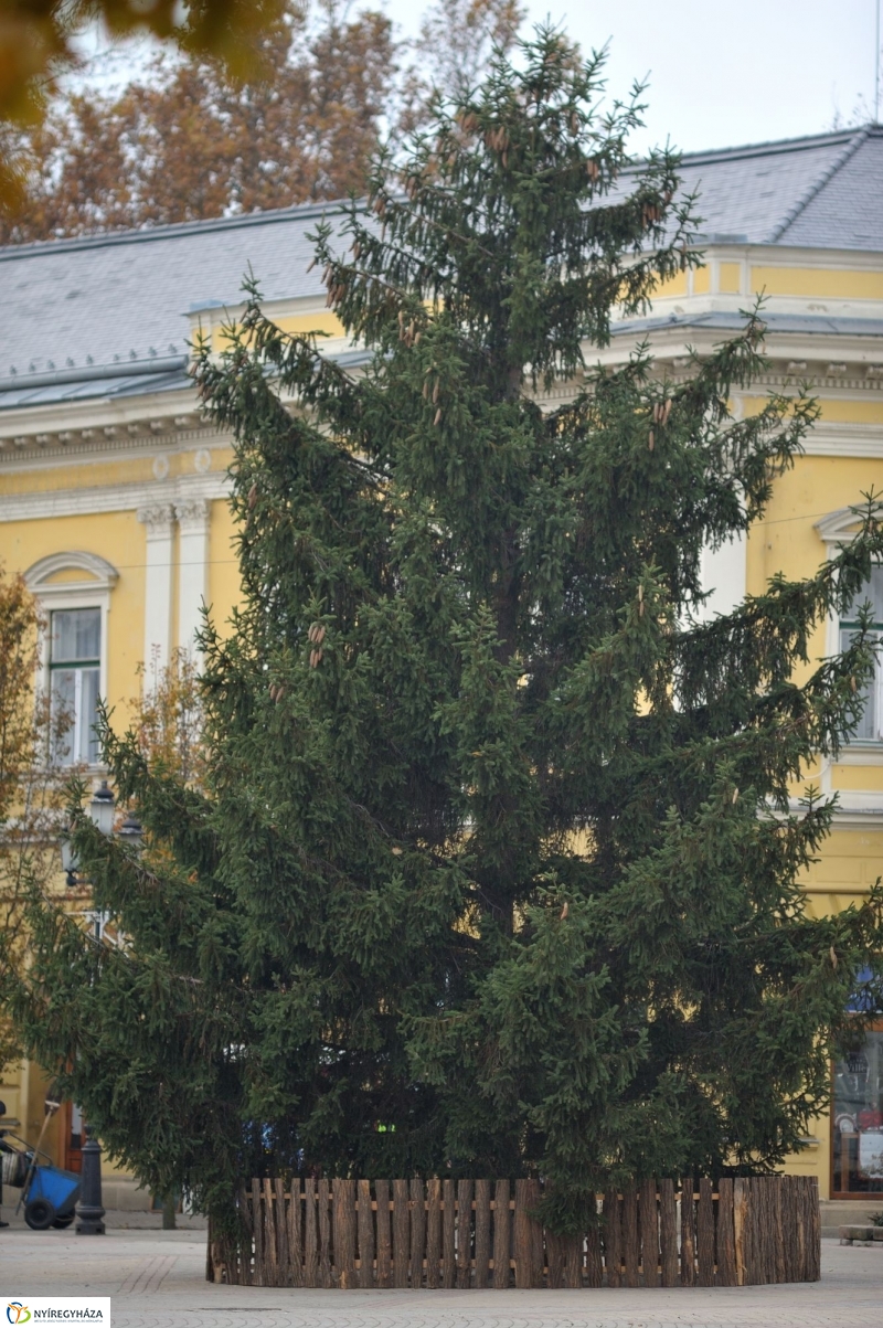 Karácsonyfa érkezett a Kossuth-térre - fotó Szarka Lajos