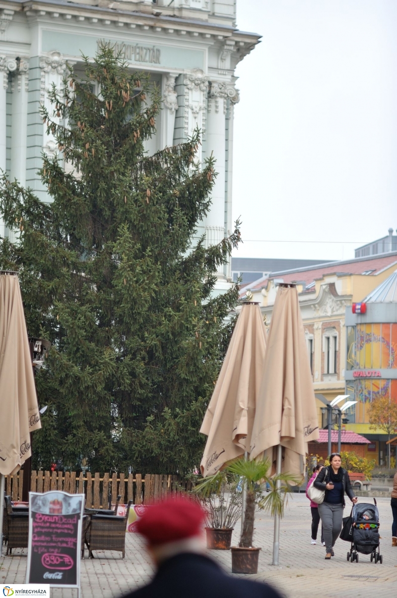 Karácsonyfa érkezett a Kossuth-térre - fotó Szarka Lajos