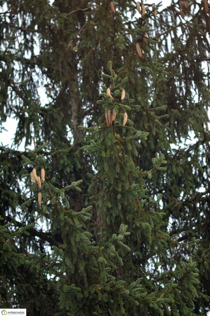 Karácsonyfa érkezett a Kossuth-térre - fotó Szarka Lajos