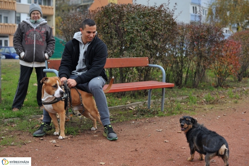 Kutyafuttató átadás a Széna téren - fotó Szarka Lajos