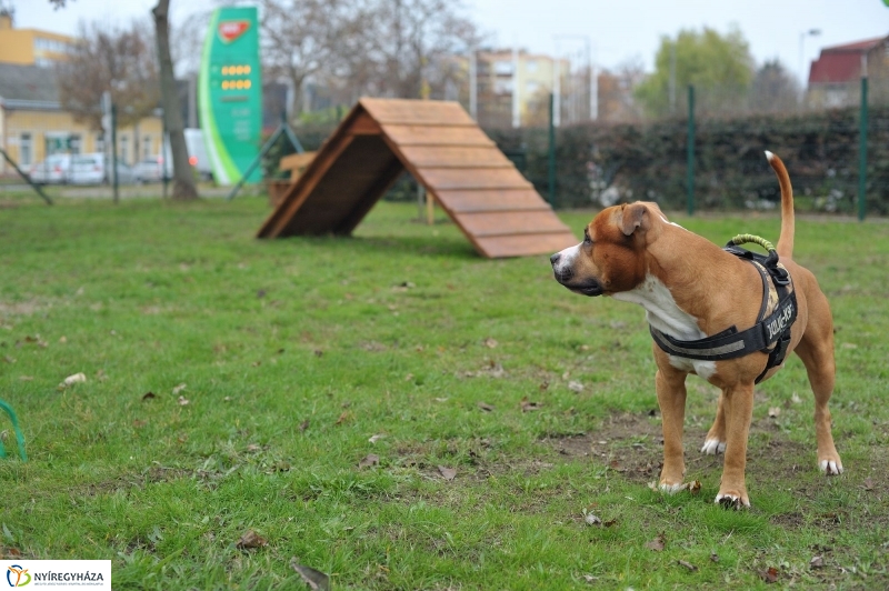 Kutyafuttató átadás a Széna téren - fotó Szarka Lajos