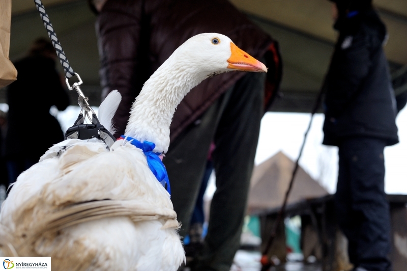 Márton-napi vigasság - fotó Szarka Lajos