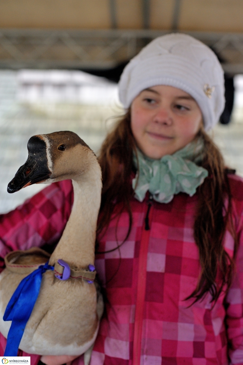 Márton-napi vigasság - fotó Szarka Lajos