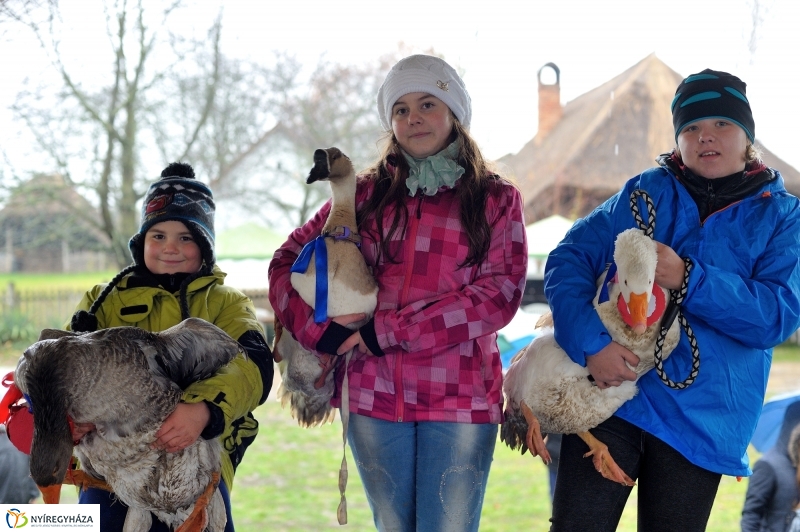Márton-napi vigasság - fotó Szarka Lajos