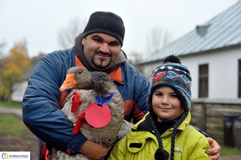 Márton-napi vigasság - fotó Szarka Lajos