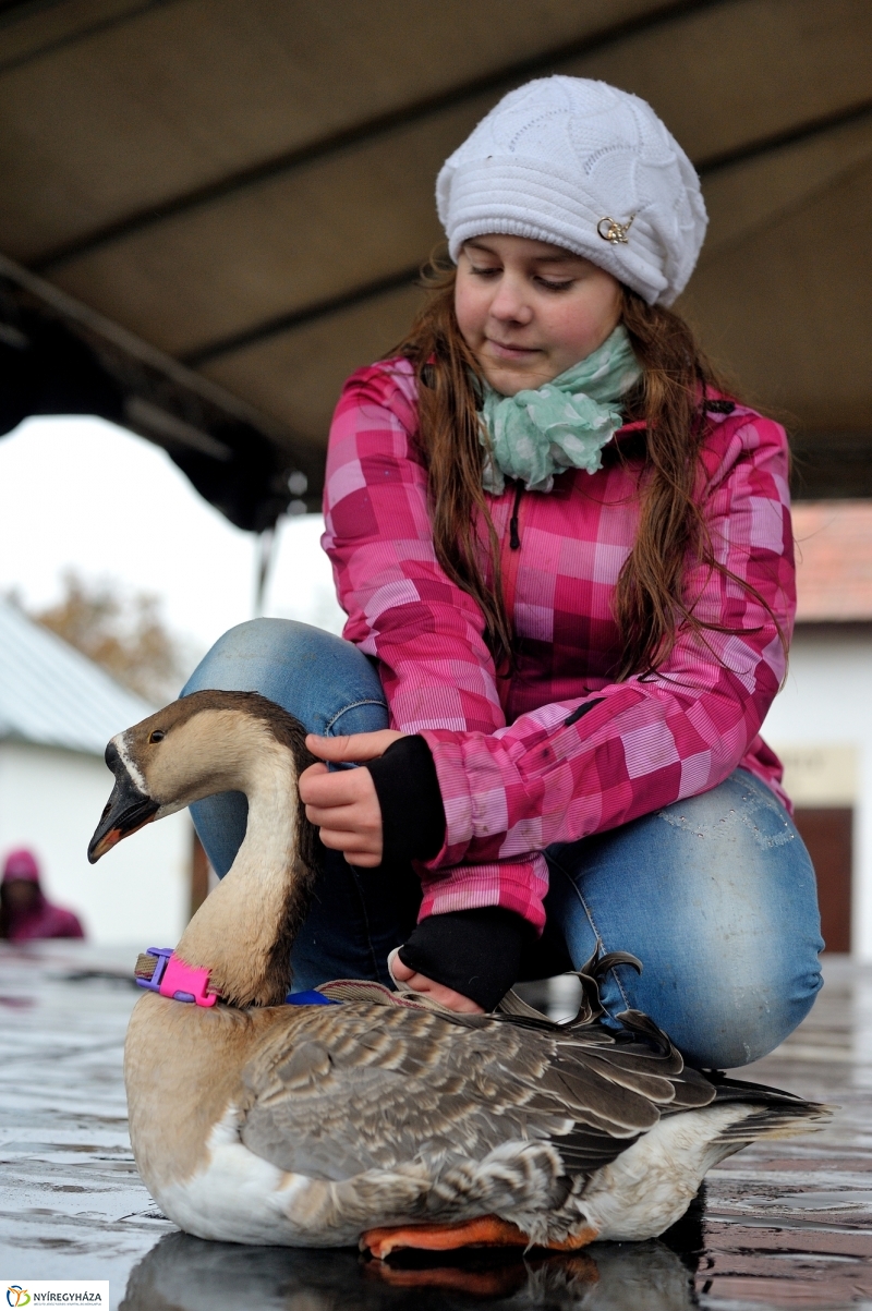 Márton-napi vigasság - fotó Szarka Lajos