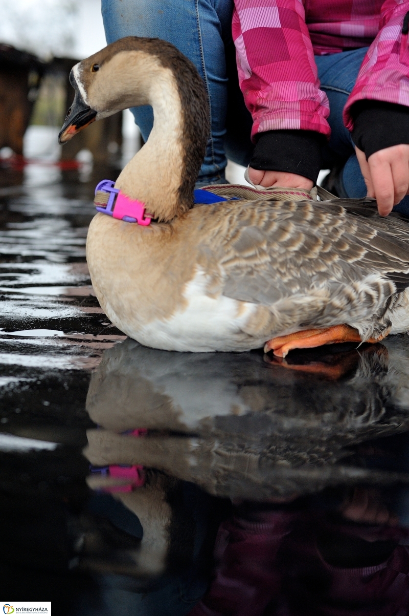 Márton-napi vigasság - fotó Szarka Lajos