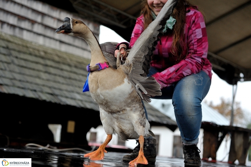 Márton-napi vigasság - fotó Szarka Lajos