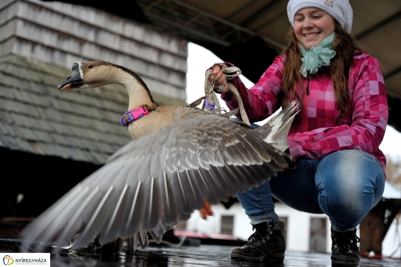 Márton-napi vigasság - fotó Szarka Lajos