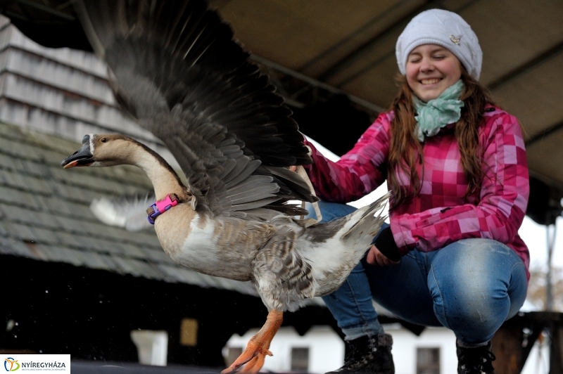 Márton-napi vigasság - fotó Szarka Lajos