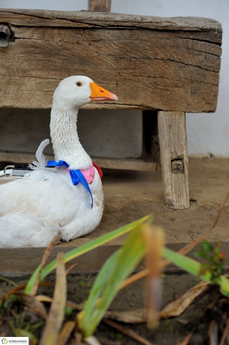 Márton-napi vigasság - fotó Szarka Lajos