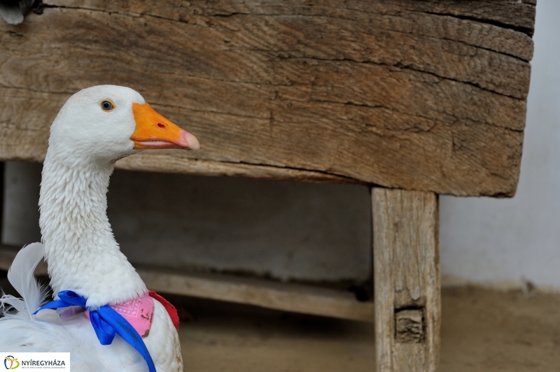 Márton-napi vigasság - fotó Szarka Lajos