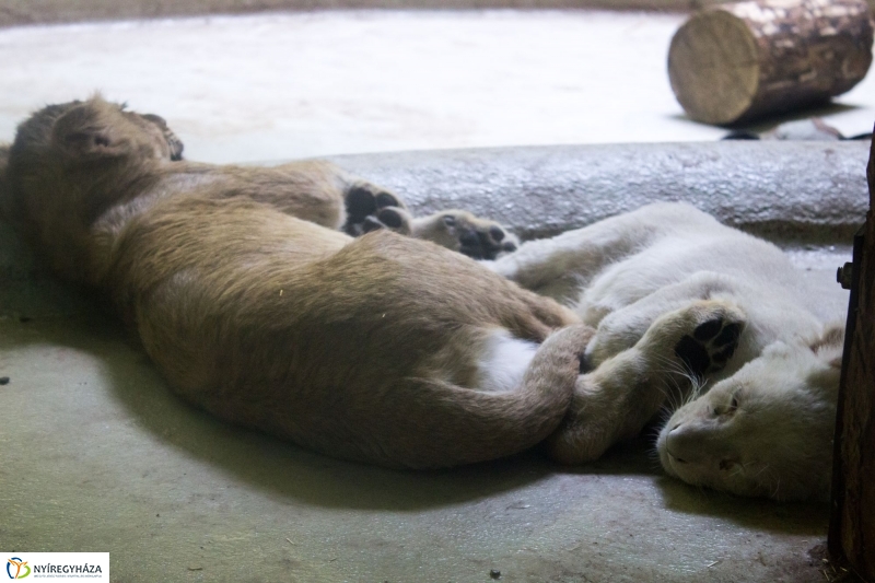Kisoroszlánok az Állatparkban - fotó Szarka Lajos