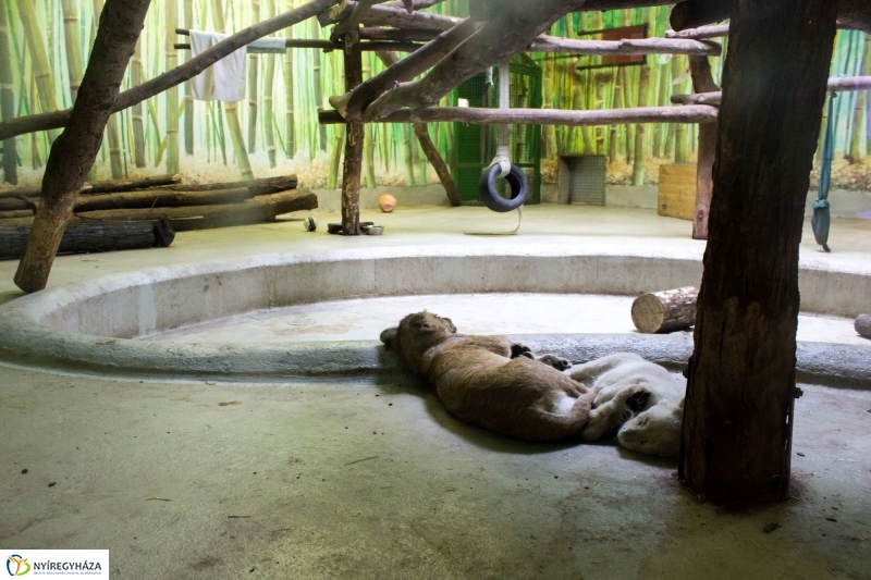 Kisoroszlánok az Állatparkban - fotó Szarka Lajos