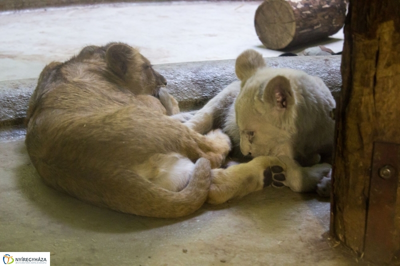 Kisoroszlánok az Állatparkban - fotó Szarka Lajos