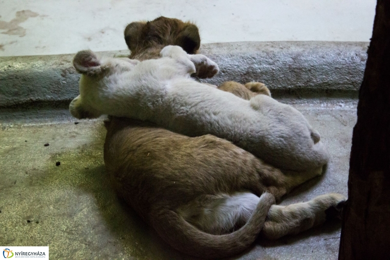 Kisoroszlánok az Állatparkban - fotó Szarka Lajos