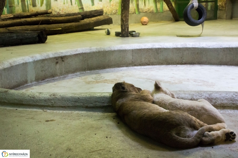 Kisoroszlánok az Állatparkban - fotó Szarka Lajos