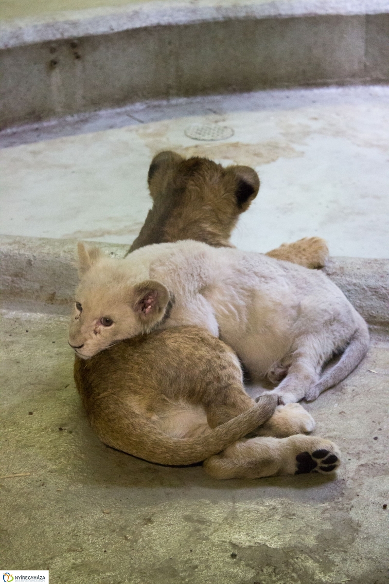 Kisoroszlánok az Állatparkban - fotó Szarka Lajos
