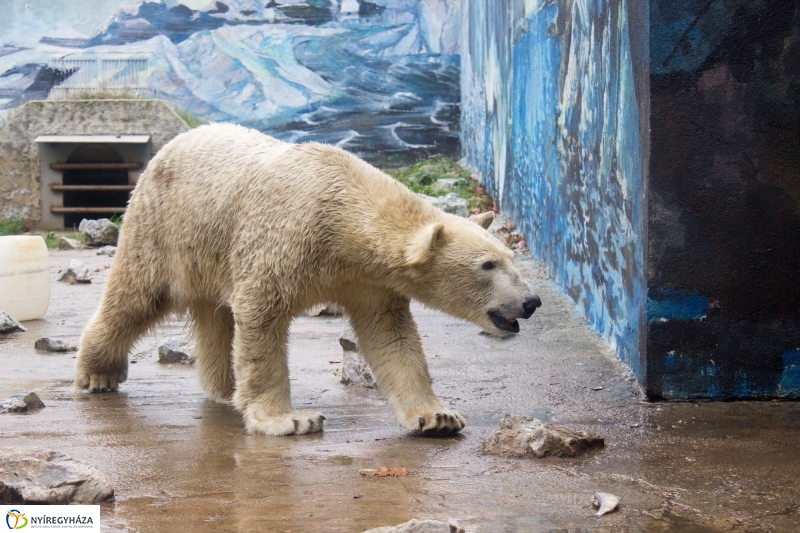 Fiete, a jegesmedve érkezett az Állatparkba - fotó Szarka Lajos
