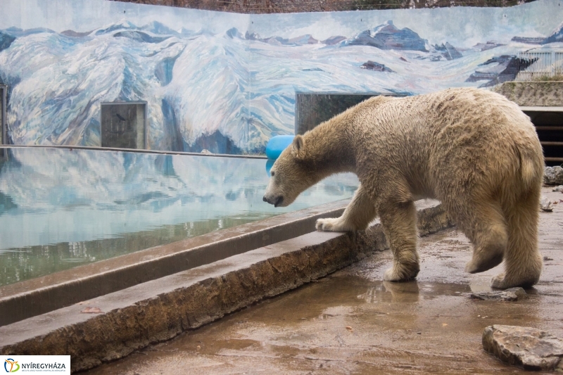 Fiete, a jegesmedve érkezett az Állatparkba - fotó Szarka Lajos