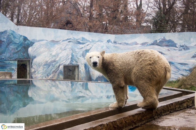 Fiete, a jegesmedve érkezett az Állatparkba - fotó Szarka Lajos