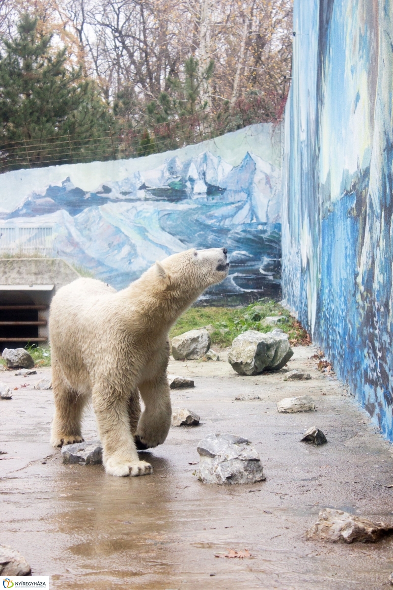 Fiete, a jegesmedve érkezett az Állatparkba - fotó Szarka Lajos