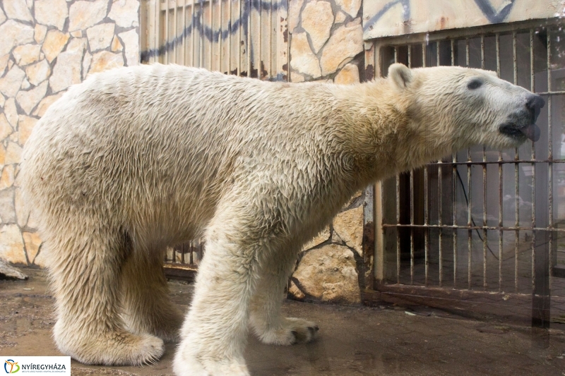 Fiete, a jegesmedve érkezett az Állatparkba - fotó Szarka Lajos