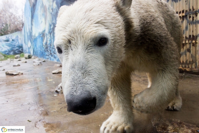 Fiete, a jegesmedve érkezett az Állatparkba - fotó Szarka Lajos
